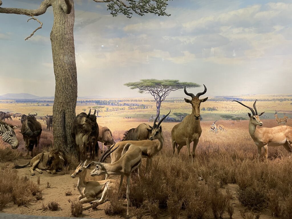 Wildlife diorama inside the American Museum of Natural History in New York City.