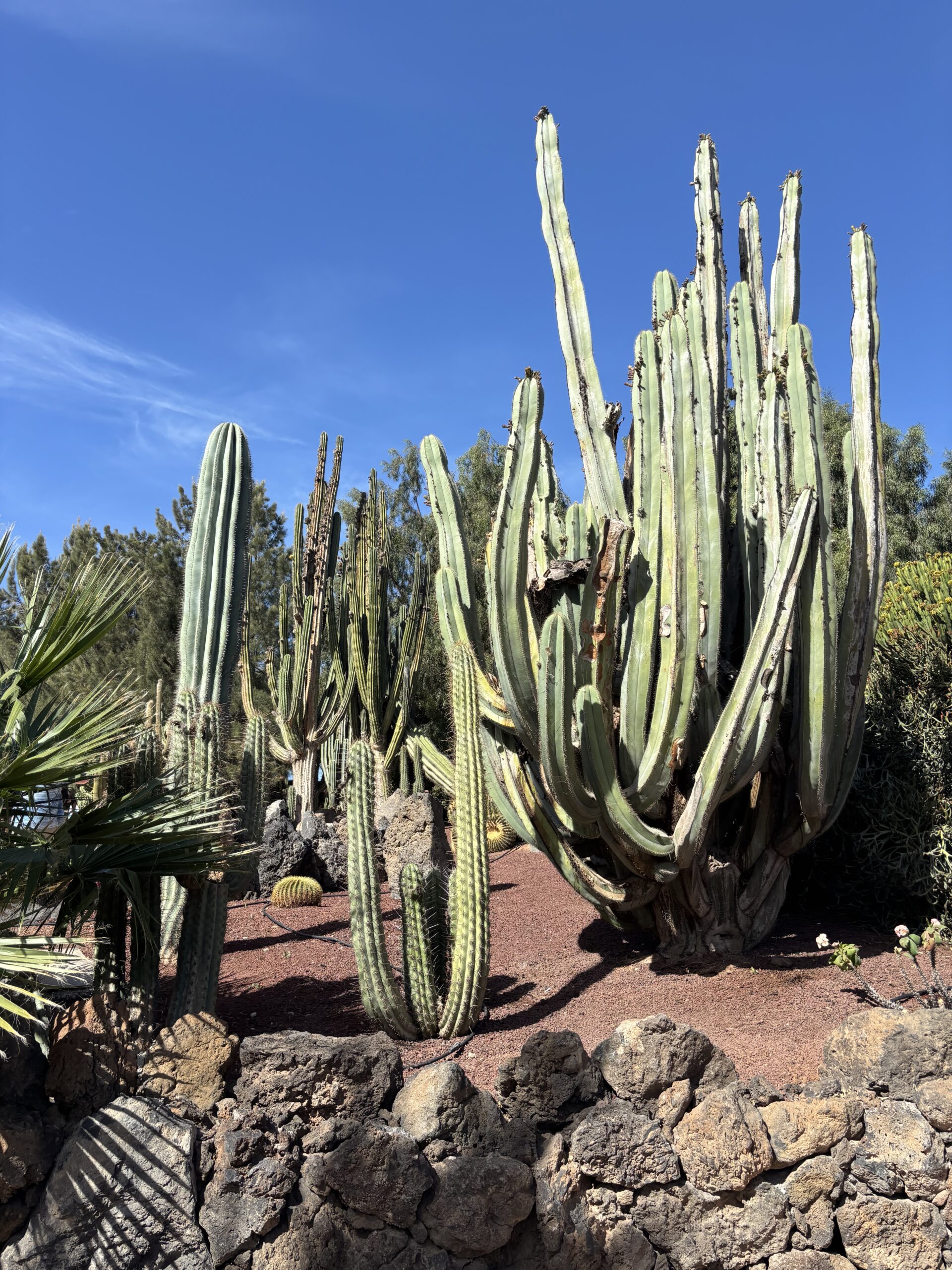Tall cacti in Jardín de Cactus, Lanzarote