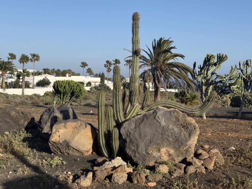 Volcanic landscape, cacti and white houses in Lanzarote
